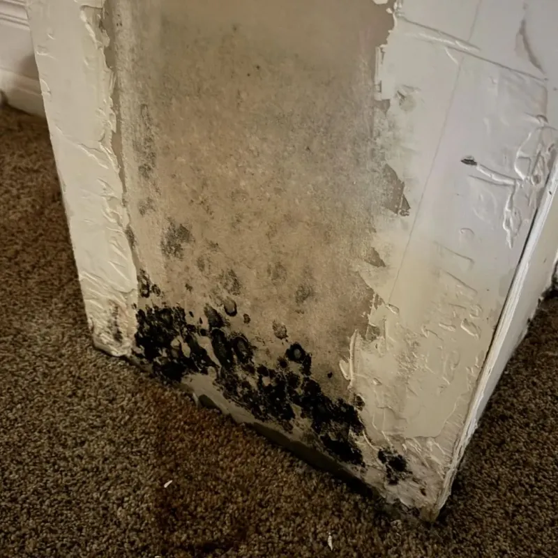Professional Mold Removal in Garden County, NE